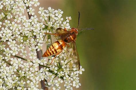 Sphecius Sphecius Grandis Bugguide