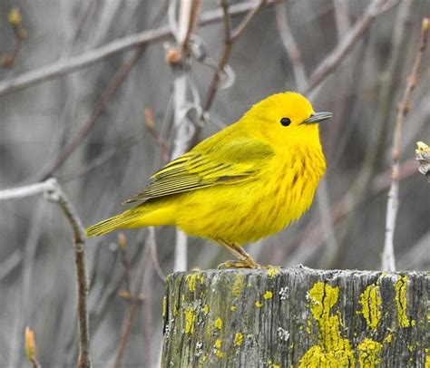 Yellow Warblers The Sunniest Spring Birds Birds And Blooms