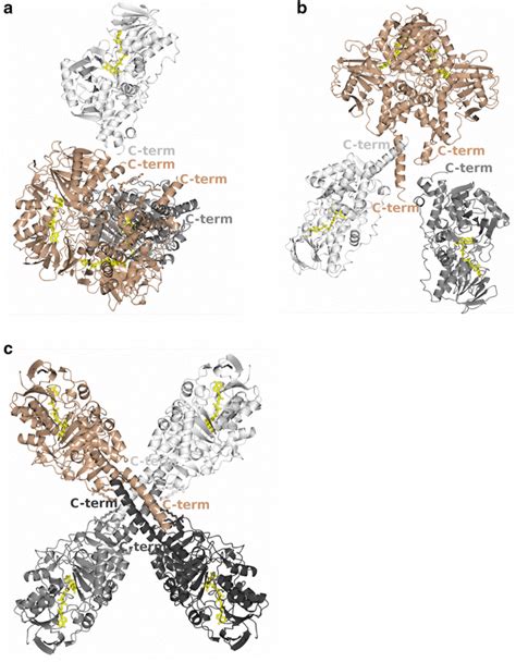 Crystal Packing In Mao Structures Highlighting The Crystal Contacts