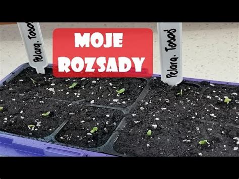 Moje rozsady na parapetach Praktyczne porady co siać w lutym YouTube