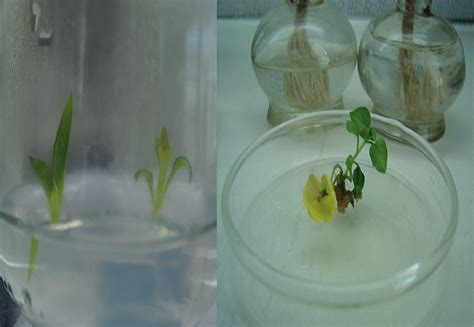 Germinación y micropropagación de tomate de cáscara Physalis ixocarpa