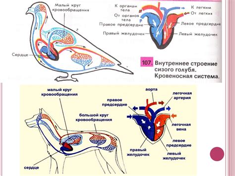 Кровеносная система животных. Кровь - презентация онлайн