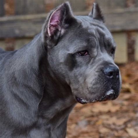 Female Cane Corso For Sale Cane Corso Female Puppies