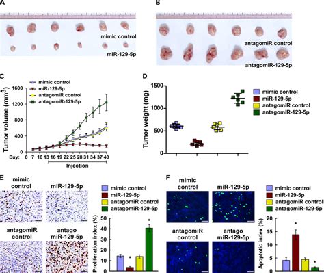 Mir 129 5p Suppresses Tumorigenicity Of Ovarian Cancer Cells In Vivo