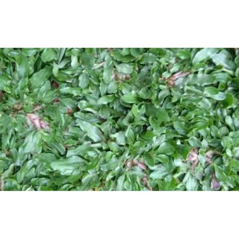 Jual Rumput Gajah Mini 100cm 1 Meter Bibit Tanam Berjarak Shopee