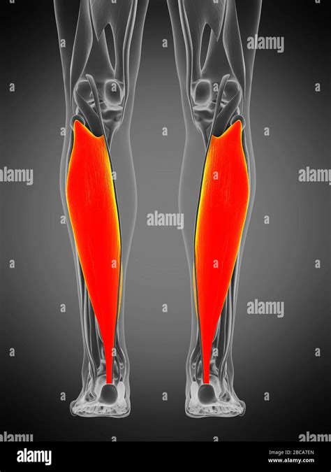 Soleus muscle, illustration Stock Photo - Alamy