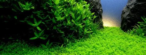 All About Aquarium Grass - Aquarium Dimensions