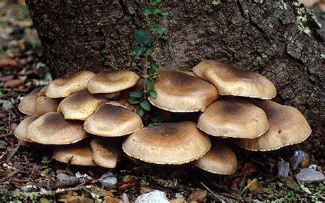 California Fungi: Armillaria mellea