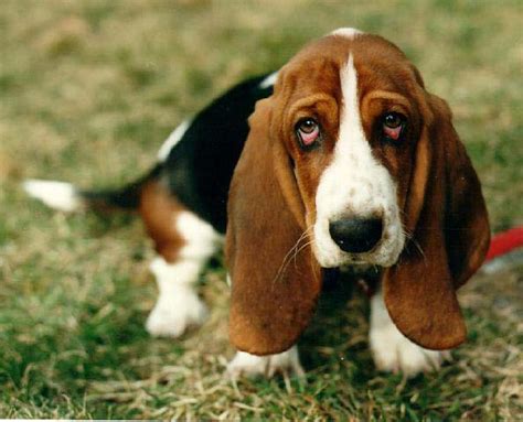 Dog Photo: The Funny pictures of Basset Hound Dog