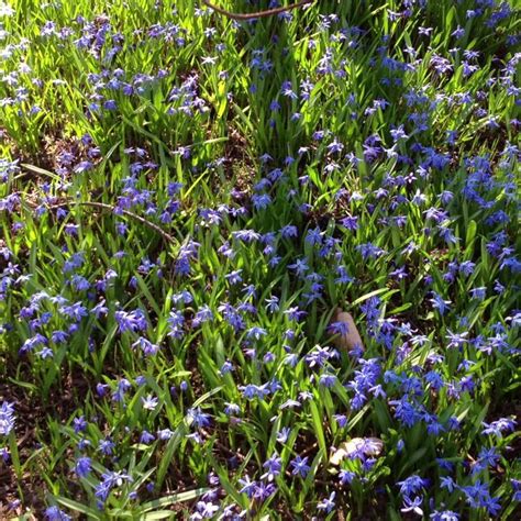 My Favorite First Blue Of Wisconsin Spring Summer Flowers Wisconsin