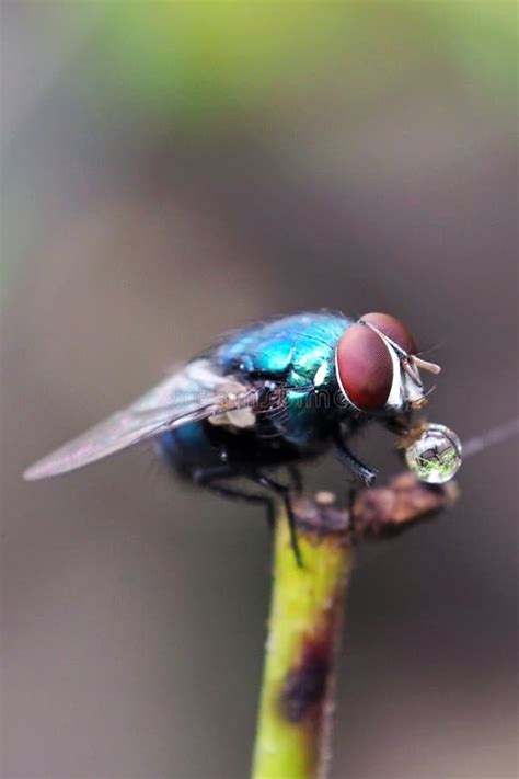 Imagen Macro De Una Mosca De La Fruta Imagen De Archivo Imagen De