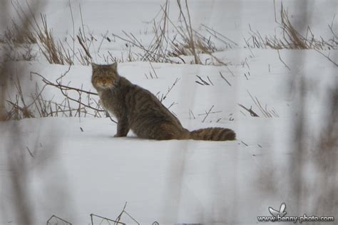 Pisica Salbatica (Felis Silvestris Silvestris) In Mamifere