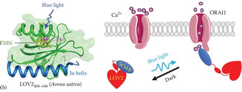 Figure 8 2 Photoactivatable Calcium Entry With CRY2 Or LOV2 Based