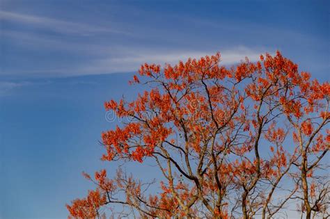 Erythrina Mulungu Plant Close Up With Black Background Stock Image