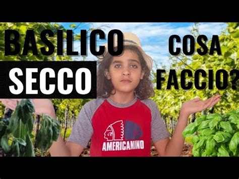 Con questo TRUCCO Non Avrai Più Il Basilico Secco YouTube