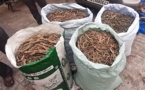 Ganja Worth Over Rs Lakh Seized Arrested In Odisha S Mayurbhanj