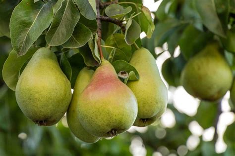 How To Propagate Pear Trees From Cuttings Gardeners Path