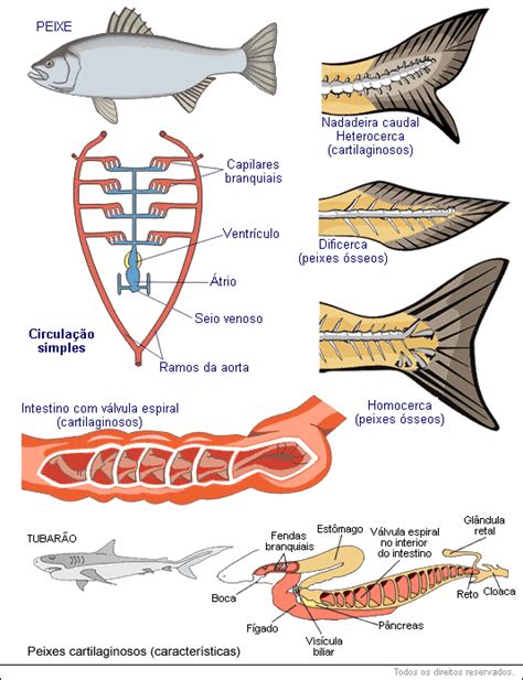 Filo Cordados E As Classe Dos Peixes Educabras