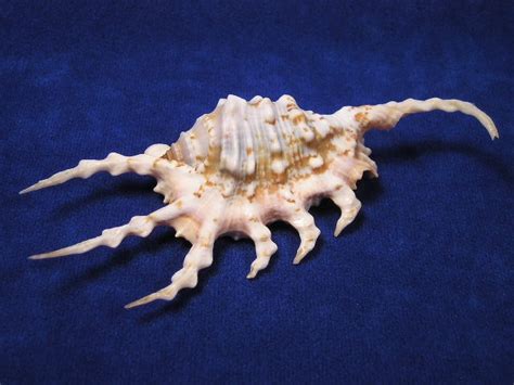 Scorpian Spider Conch Seashells Sea Shells Seashells For Sale Conch