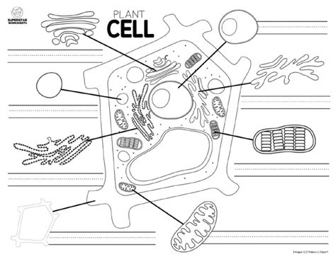 Plant Cell Labeling Worksheet Pdf