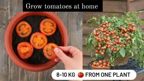 Grow Tomatoes At Home और एक पौधे से 30000 टमाटर पाये । 🍅🤩 Seeds To