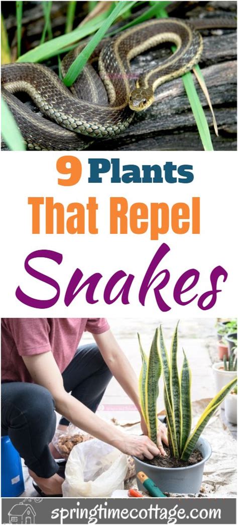 Plants That Repel Snakes Plants Snake Repellant Plants Plants