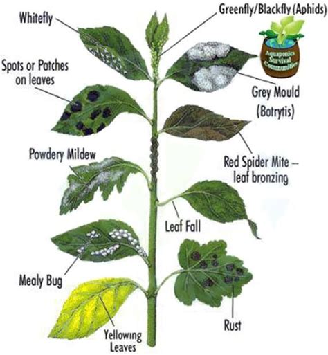 Pest Symptom Guide Plants Plant Diseases Plant Leaves