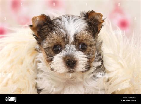 Biewer Terrier Puppy Stock Photo Alamy