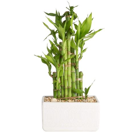 Reviews For Costa Farms Grower S Choice Braided Lucky Bamboo Indoor