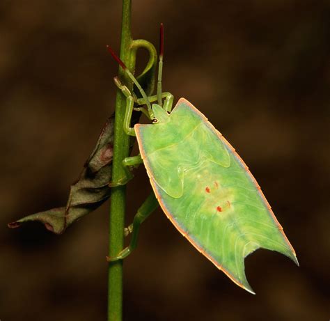 Tessaratomid Giant Shield Bug Nymph Tessaratomidae Flickr