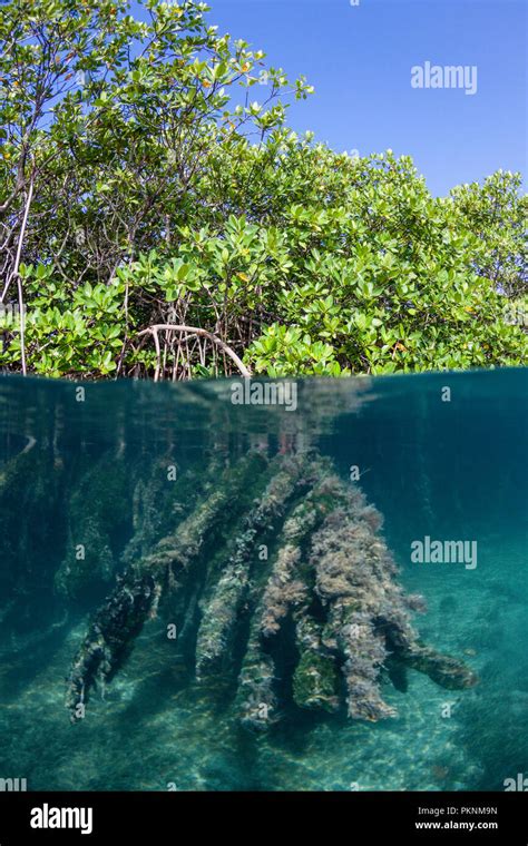 Aerial Prop Roots Of Red Mangroves Rhizophora Cancun Yucatan Mexico