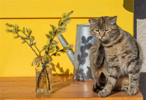 Are Pussy Willows Toxic To Cats Better Safe Than Sorry