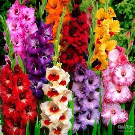 Хорошего настроения и красивых гладиолусов вам, ... | ОБО ВСЕМ ...