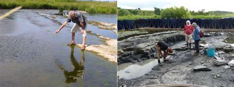 Fossils of early tetrapods unearthed in Scotland