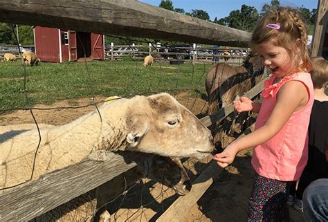 Farm Petting Zoo Near Me : Animal Farms And Petting Zoos In Pretoria ...