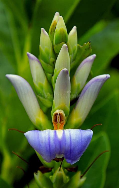 Purple Flower Of Holy Mangrove Acanthus Ilicifolius Stock Image