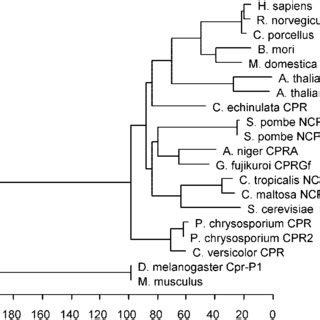 Phylogenetic Tree Of Cytochrome P Reductases From Fungi Plants And