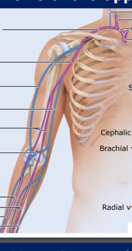 Arm Veins Diagram Diagram Quizlet