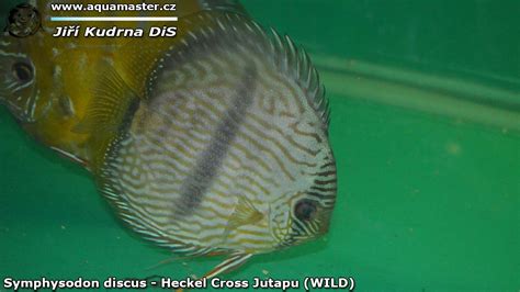 Ter Ovci Symphysodon Discus Heckel Cross Jutapu Wild