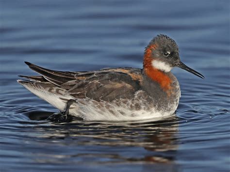 Red Necked Phalarope Ebird