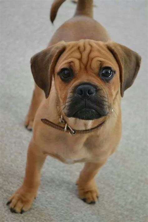 What A Sweet Puggle Face Cute Dogs Images Cute Animals Puggle Puppies