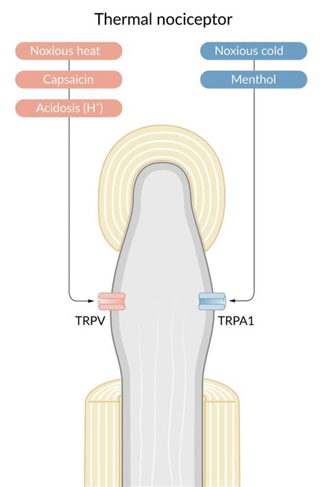 Anesthetic Agents Nerve Fibers