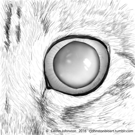 Three quick studies of my cat’s eye for an... - And now for something ...