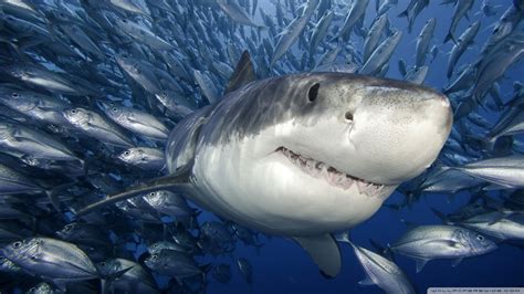 Great White Shark Wallpaper Images