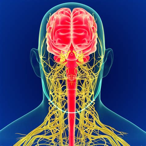 D Illustration Human Brain With Nerves System Anatomy D Stock