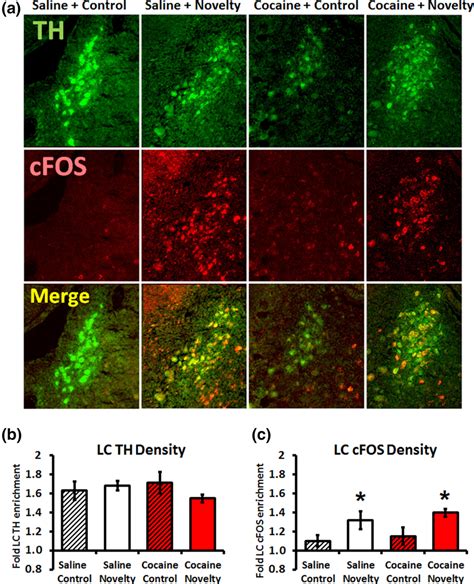 Novelty Exposure Induced Locus Coeruleus Cfos Expression Labeling For