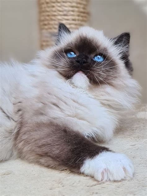 Ragdoll kotka kocurek kociak kociaki Połomia OLX pl