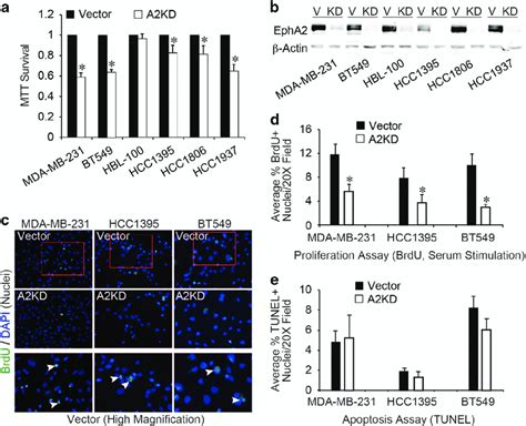 Epha2 Knockdown Impairs Proliferation In Human Tnbc Cell Lines A