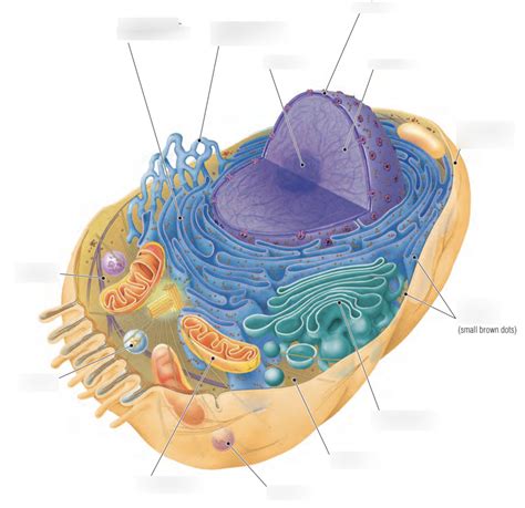 Diagram of DIAGRAM OF AN ANIMAL CELL | Quizlet