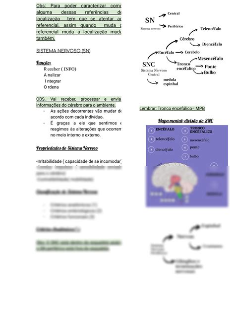 Solution Neuroanatomia Studypool